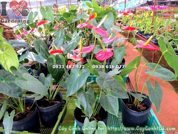 Cây Đại Hồng Môn Hoa Đỏ (Cao 40cm – Ms: 14371)