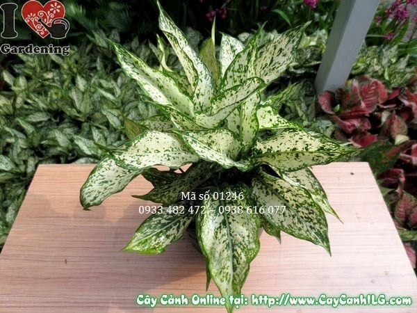 Cây Ngọc Ngân (Cao 25 cm – Ms: 01246)