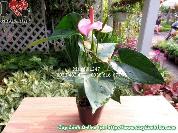 Cây Hồng Môn (Cao 25 cm – Ms: 01247)