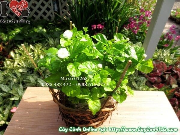 Cây Lài Ta (Cao 20cm – Ms: 01263)