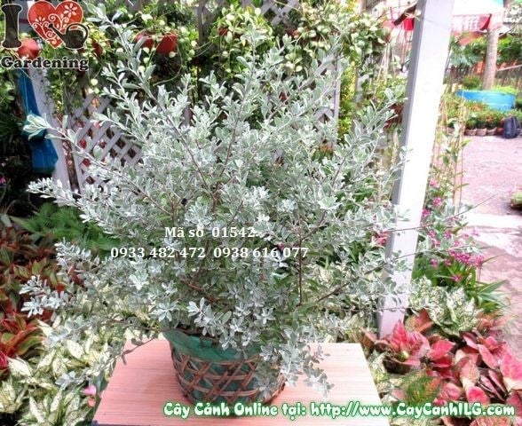 Cây Tuyết Sơn Phi Hồ (Cao 50cm – Ms: 01542)