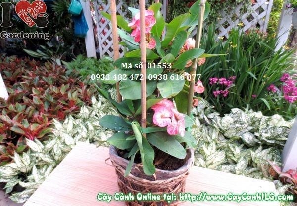 Cây Xương Rồng Bát Tiên (Cao 30cm – Ms: 01553)