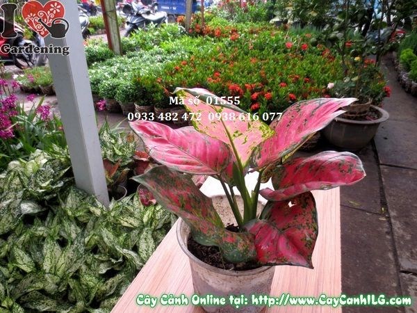 Cây Vạn Lộc (Bụi 2 cây – Cao 20cm – Ms: 01555)