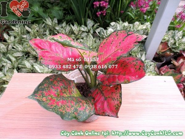Cây Vạn Lộc (Bụi 1 cây – Cao 20cm – Ms: 01557)