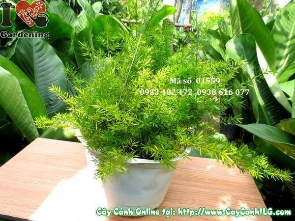 Cây Trúc Thiên Môn (Cao 30cm – Ms: 01559)