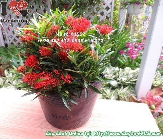 Cây Trang Thái Mới (Cao 35cm – Ms: 01552)