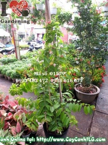 Cây Trang Leo (Cao 1m2 – Ms:01579)