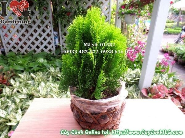 Cây Trắc Bách Diệp (Cao: 30cm – Ms: 01582)