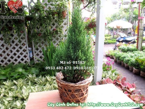 Cây Sơn Tùng (Cao 30cm – Ms: 01583)