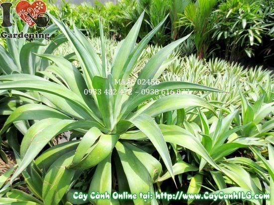 Cây Agao xanh (Cao 50cm – Ms: 02456)