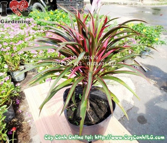 Cây Ánh Dương (Cao 22cm – Ms: 02476)