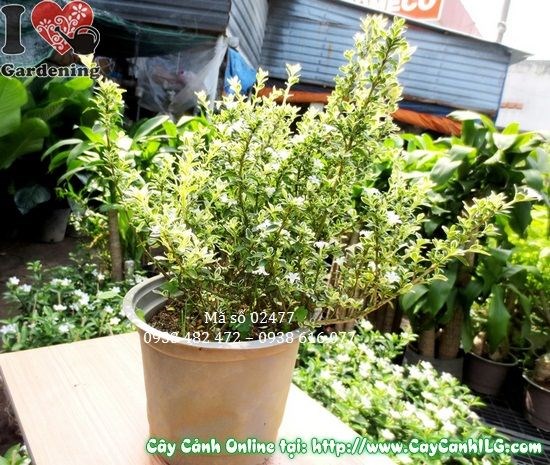 Cây Bạch Tuyết Mai (Cao 30cm – Ms: 02477)
