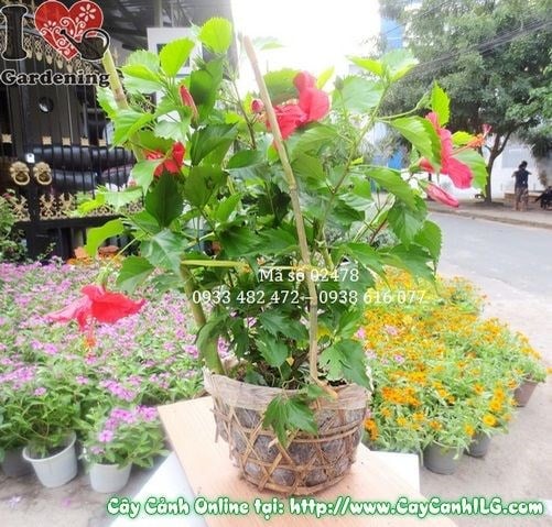 Cây Bông Bụp (Cao 40cm – Ms: 02478)