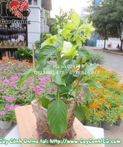 Cây Bướm Bạc (Cao 30cm – Ms: 02479)
