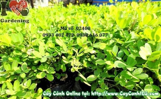 Cây Cỏ Đậu Phộng (Cao 10cm – Ms: 02480)