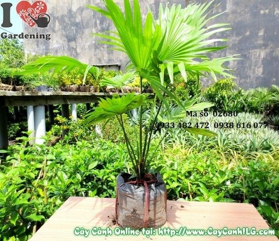 Cây Cọ Ta (Cao 50cm – Ms: 02680)