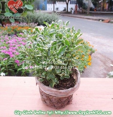 Cây Cẩm Thạch (Cao 15cm – Ms: 02681)