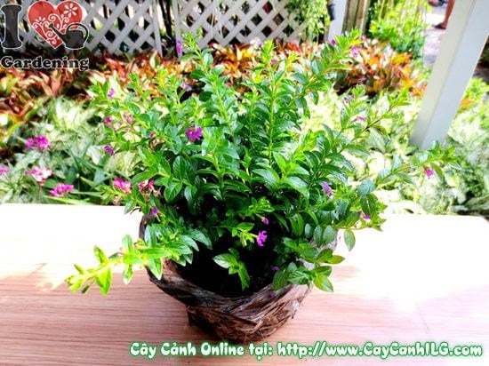 Cây Cẩm Tú Mai (Cao 15cm – Ms: 02682)