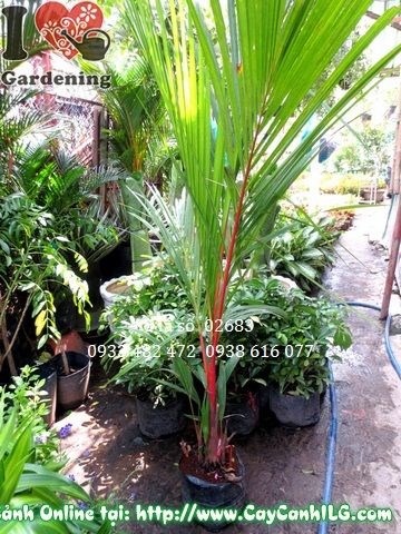 Cây Cau Đỏ (Cao 1m2 – Ms: 02683)