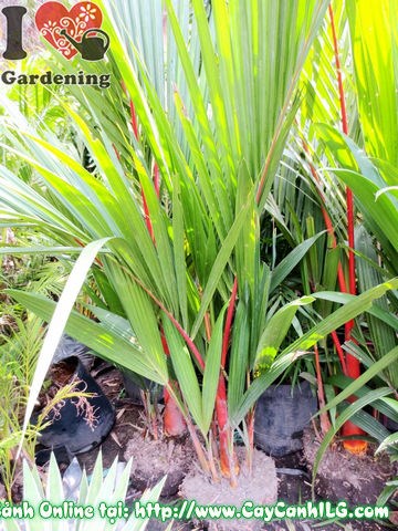 Cây Cau Đỏ (Bụi lớn – Cao 1m5 – Ms: 02739)