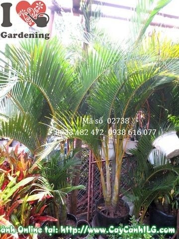 Cây Cau Nhật (Cao 1m5 – Ms: 02738)