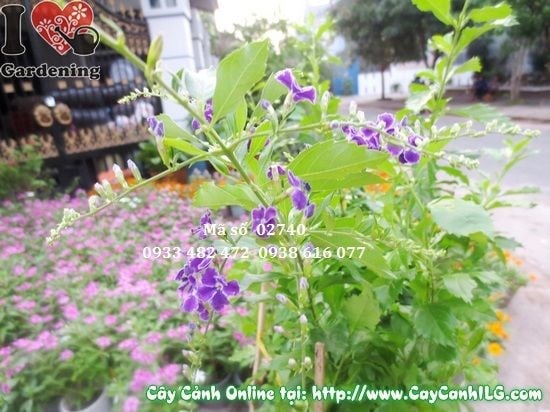 Cây Chuỗi Ngọc Tím (Cao 35cm – Ms: 02740)