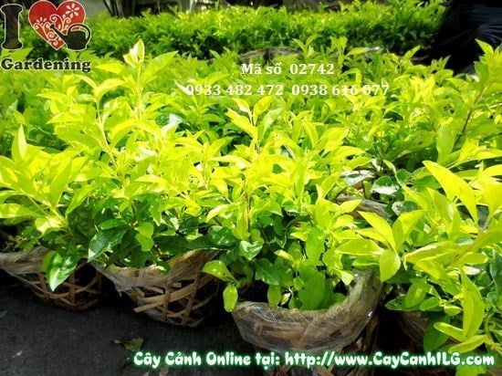Cây Chuỗi Ngọc (Cao 15cm – Ms: 02742)