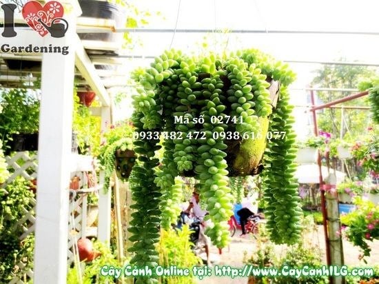 Cây Chuỗi Đà Lạt (Cao 10cm – Ms: 02741)