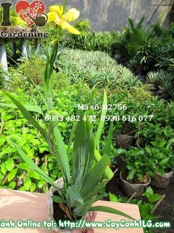 Cây Địa Lan Vàng (Cao 35cm – Ms: 02756)