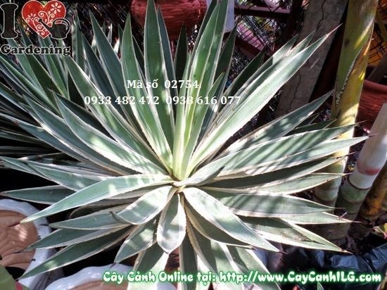 Cây Dứa Gai (Cao 55cm – Ms: 02754)