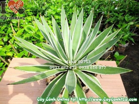 Cây Dứa Gai (Cao 40cm – Ms: 02753)