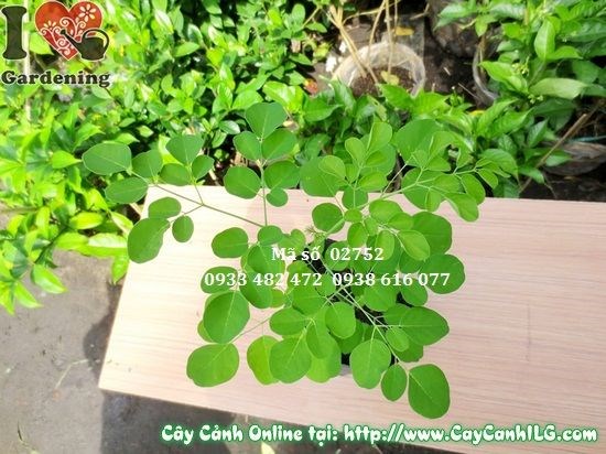Cây Chùm Ngây (Cao 35cm – Ms: 02752)