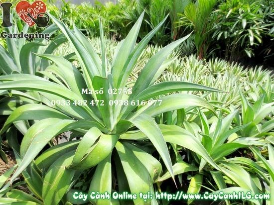 Cây Dứa Xanh (Cao 50cm – Ms: 02755)