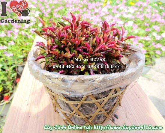 Cây Dền Đỏ (Cao 8cm – Ms: 02758)