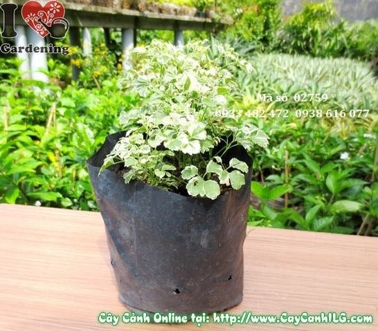 Cây Đinh Lăng Trắng (Cao 17cm – Ms: 02759)