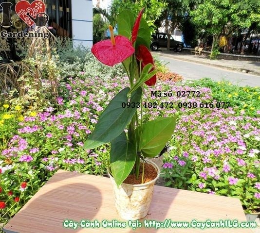 Cây Hồng Môn Lớn (Cao 40cm – Ms: 02772)