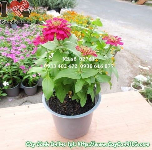 Cây Duyên Cúc (Cao 20cm – Ms: 02761)