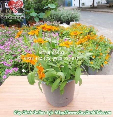 Cây Hoa Duyên Cúc (Cao 20cm – Ms: 02781)