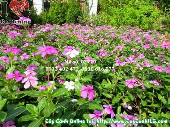 Cây Hoa Dừa Cạn (Cao 30cm – Ms: 02779)
