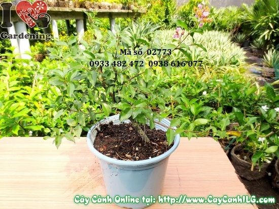 Cây Hồng Ngọc Mai (Cao 30cm – Ms: 02773)
