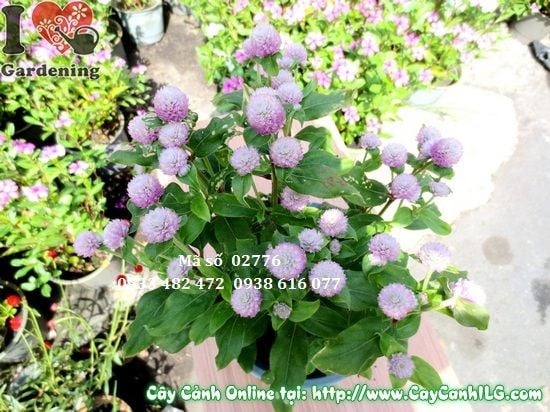 Cây Hoa Cúc Bách Nhật Hồng (Cao 25cm – Ms: 02776)
