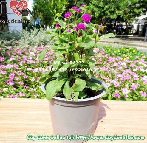 Cây Hoa Cúc Bách Nhật Tím (Cao 20cm – Ms: 02777)
