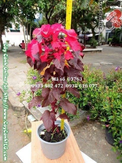 Cây Dền Trổ Đỏ (Cao 70cm – Ms: 03763)
