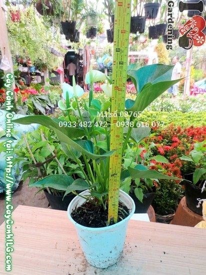 Cây Hồng Môn Trắng (Cao 30cm – Ms: 03765)