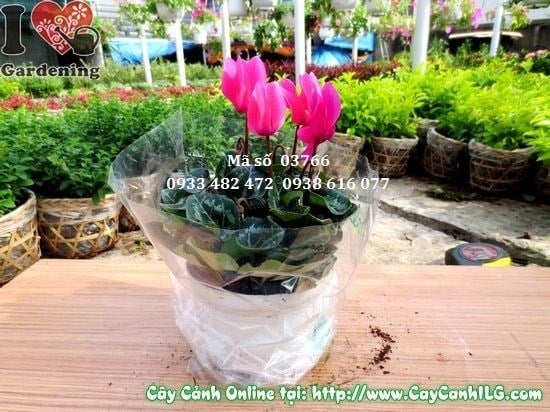 Cây Hoa Anh Thảo (Cao 15cm – Ms: 03766)