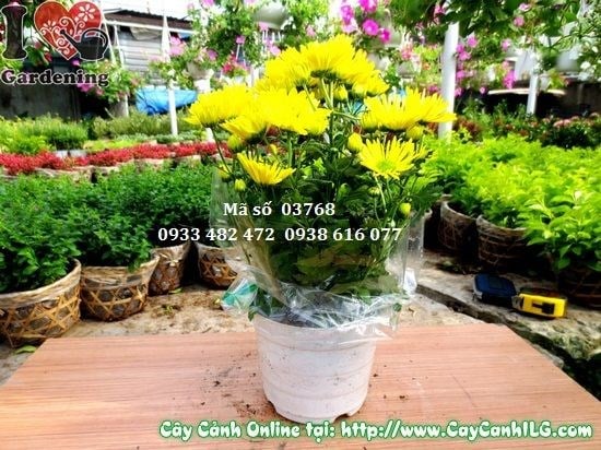 Cây Hoa Cúc Vàng Đà Lạt (Cao 30cm – Ms: 03768)