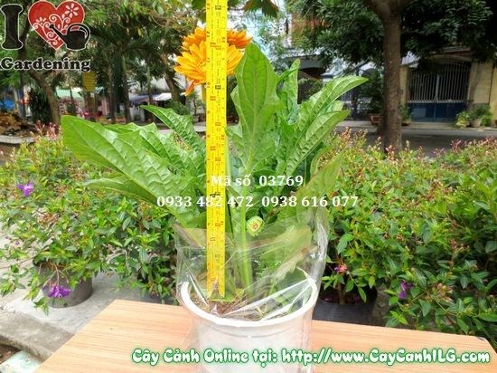 Cây Hoa Đồng Tiền (Cao 30cm – Ms: 03769)