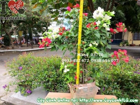 Cây Hoa Giấy Nhiều Màu (Cao 60cm – Ms: 03770)