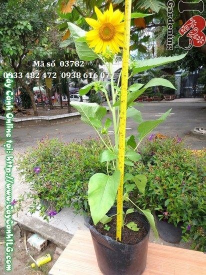 Cây Hoa Hướng Dương (Cao 80cm – Ms: 03782)