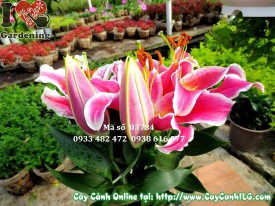 Cây Hoa Ly (Cao 45cm – Ms: 03784)